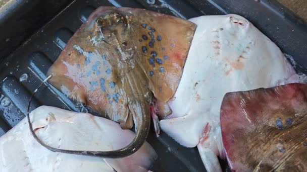Рыбки Льду Продажу — стоковое видео