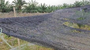 Eski ve yıpranmış siyah güneş gölgesi UV ağ solunda çiftlikte