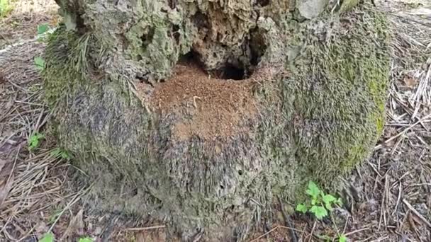 パーム油の木の幹に穴を開け — ストック動画