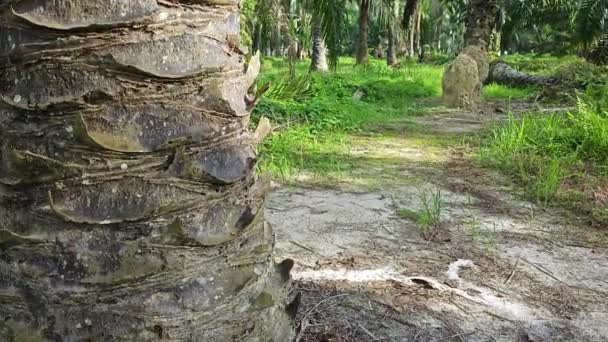 Duża Rozkładająca Się Dziura Pniu Drzewa Palmowego — Wideo stockowe