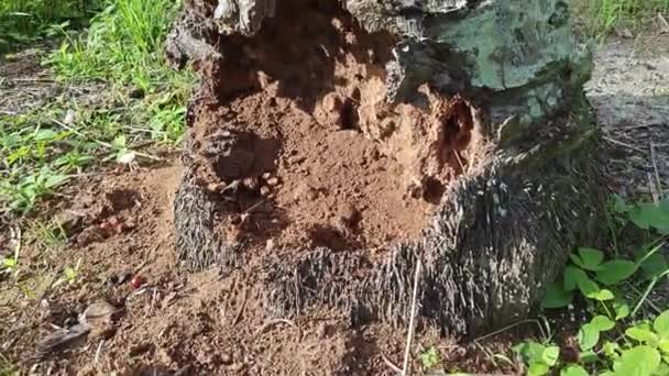 Duża Rozkładająca Się Dziura Pniu Drzewa Palmowego — Wideo stockowe