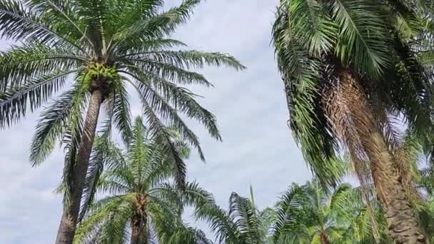 Gran Hueco Descomposición Tronco Árbol Aceite Palma — Vídeos de Stock