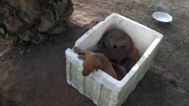 Çiftlikteki oynak vahşi köpek yavruları.