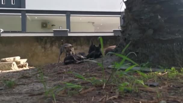 种植园里嬉闹的野生流浪狗 — 图库视频影像