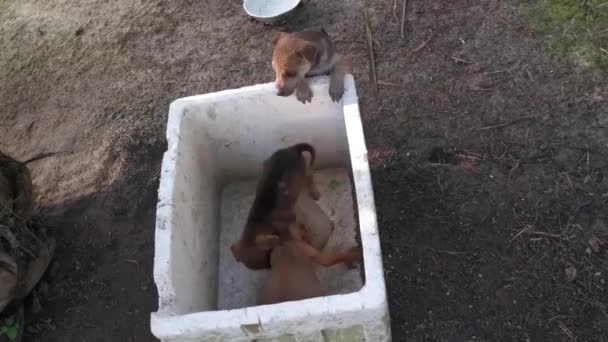 Playful Wild Stray Puppies Plantation — Stock Video