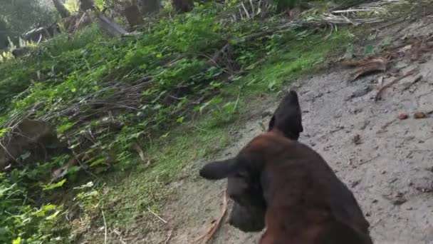 Juguetones Cachorros Callejeros Salvajes Plantación — Vídeo de stock