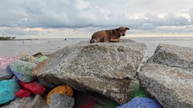 Bataklık sahilindeki kayanın üzerinde dinlenen başıboş bir köpek.