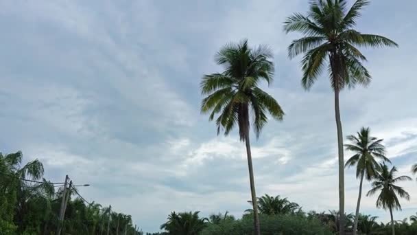 Глядя Кокосовое Дерево Растущее Дикой Природе — стоковое видео