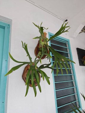 greenery long leaves of elkhorn fern houseplant 