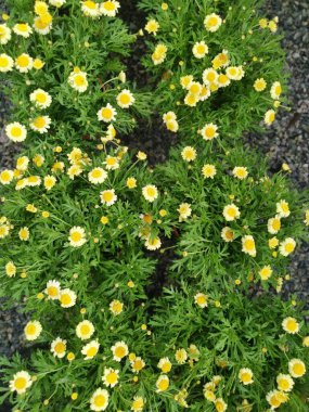 pots of beautiful colored Asteraceae flowers