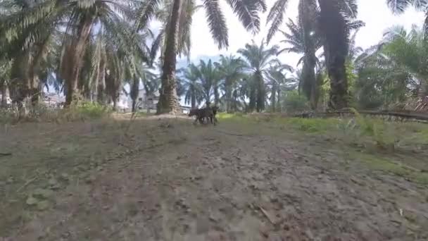 Brincalhão Selvagem Cachorros Vadios Plantação — Vídeo de Stock
