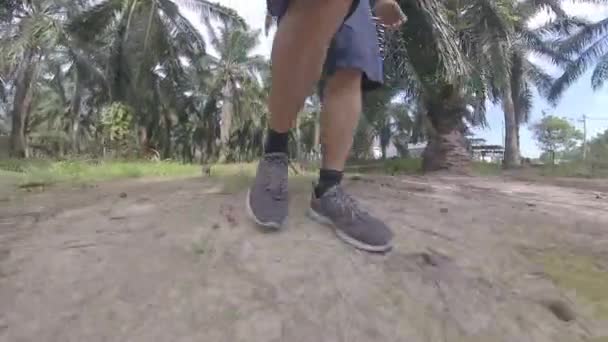 Chiots Sauvages Errants Ludiques Dans Plantation — Video