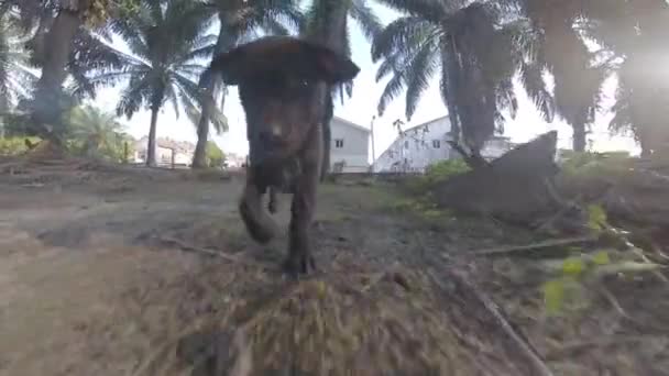 Juguetones Cachorros Callejeros Salvajes Plantación — Vídeo de stock