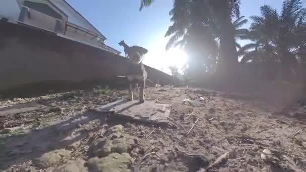 プランテーションで遊ぶ野良犬 — ストック動画