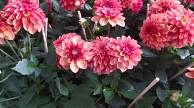 pots of beautiful colored Asteraceae flowers 