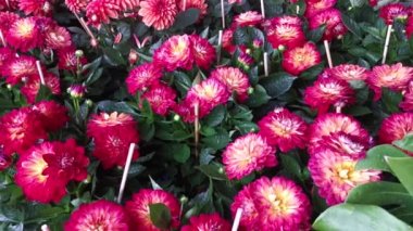 pots of beautiful colored Asteraceae flowers 