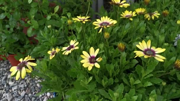 Pots Beautiful Colored Asteraceae Flowers — Vídeo de Stock