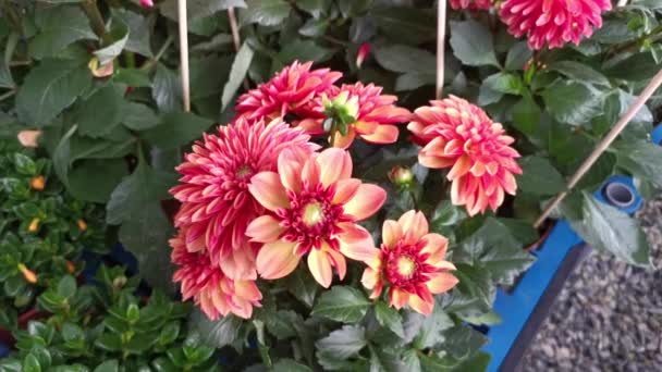 Pots Beautiful Colored Asteraceae Flowers — 图库视频影像
