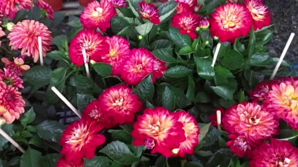 Pots Beautiful Colored Asteraceae Flowers — Stockvideo