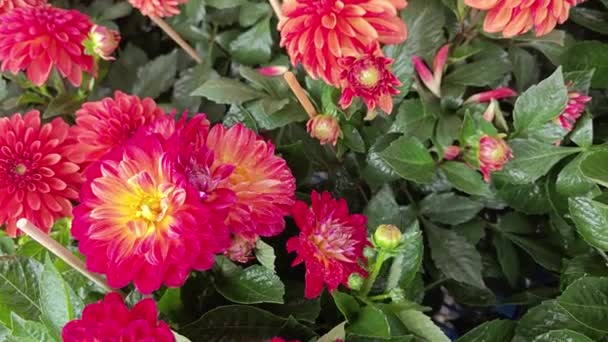 Pots Beautiful Colored Asteraceae Flowers — Vídeo de Stock