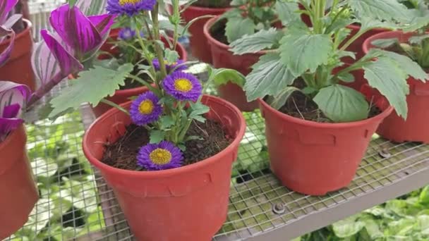 Pots Beautiful Colored Asteraceae Flowers — Stok video