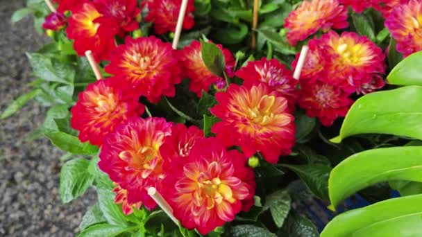 Pots Beautiful Colored Asteraceae Flowers — Αρχείο Βίντεο