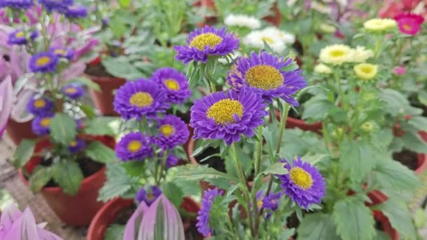 Pots Beautiful Colored Asteraceae Flowers — Video
