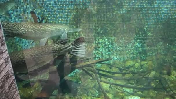 Scene Indoor Aquarium Several Species Big Fish — Stock Video