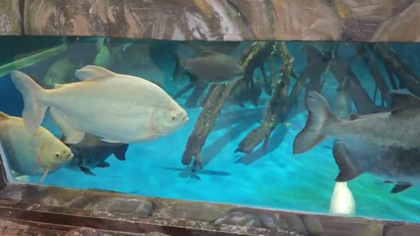 Scène Van Het Overdekte Aquarium Met Verschillende Soorten Grote Vissen — Stockvideo