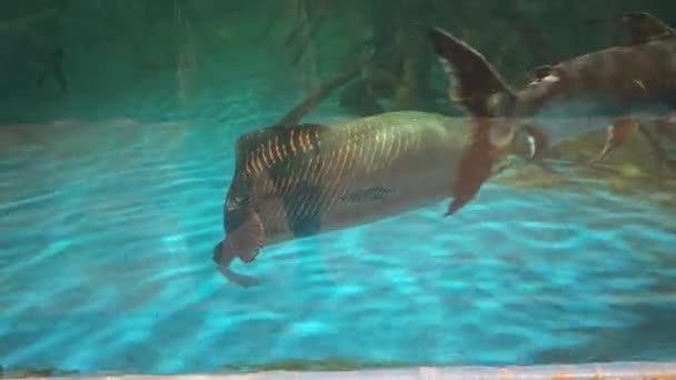Scene Indoor Aquarium Several Species Big Fish — Stock Video