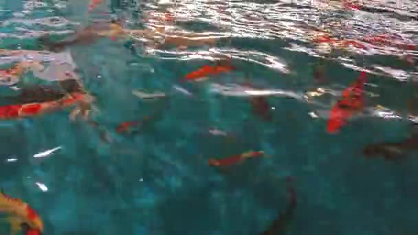 Scène Van Het Overdekte Aquarium Met Verschillende Soorten Grote Vissen — Stockvideo