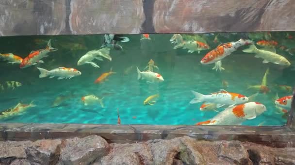 Scen Inomhus Akvarium Med Flera Arter Stora Fiskar — Stockvideo