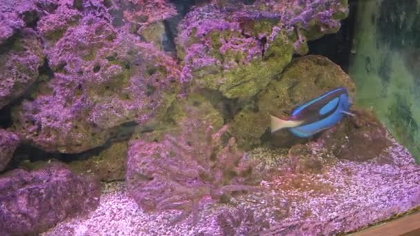 Overdekt Aquarium Met Verschillende Soorten Blauwe Vissen — Stockvideo
