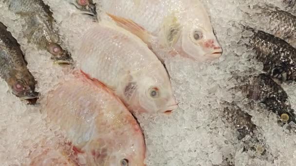 Erhaltung Frischster Fische Mit Eiswürfel — Stockvideo