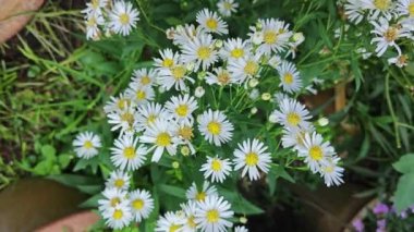 Açık mavi paskalya çiçeği saksıları