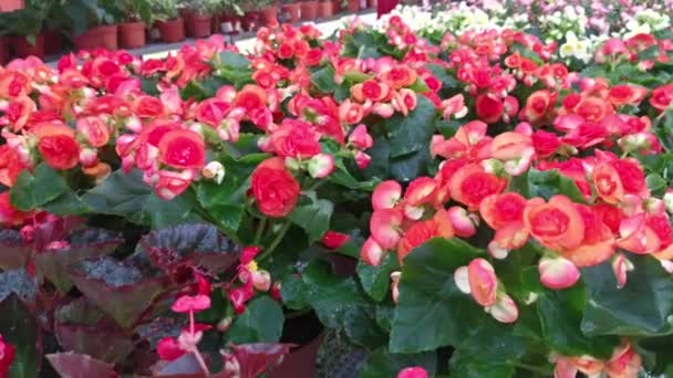Reihen Der Rosa Begonie Rosenblüte Zimmerpflanze — Stockvideo