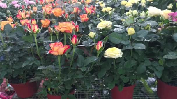 Doniczki Wielobarwne Mini Róże Kwiaty Houseplant — Wideo stockowe