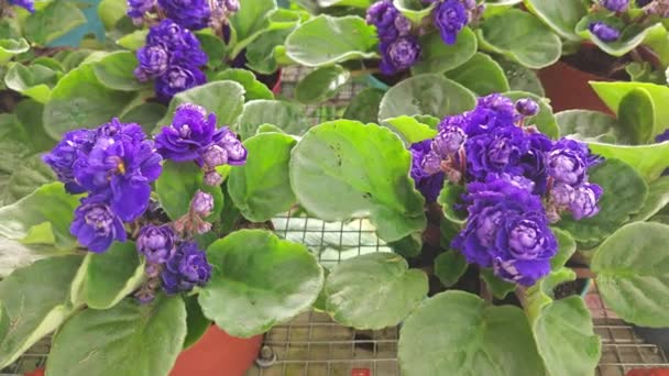 Filas Gloxinia Púrpura Housepot Planta Flor — Vídeo de stock