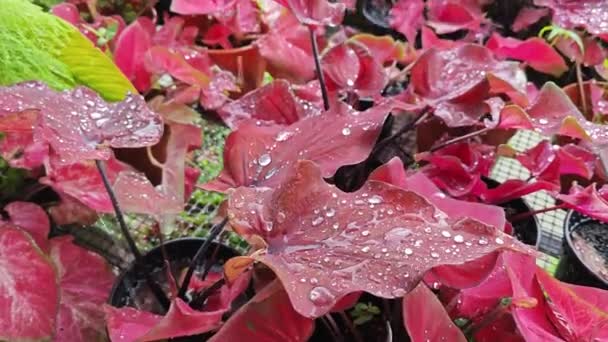 Gota Lluvia Cayendo Sobre Caladio Rojo Hojas Bicolor — Vídeo de stock