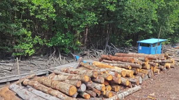 Perak Malaysia Juli 2023 Scen Skurna Mangrove Stockar Torkas Utomhus — Stockvideo