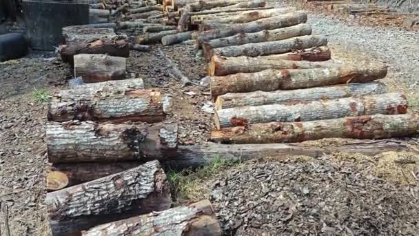 Perak Maleisië Juli 2023 Scène Van Gesneden Mangrove Logs Worden — Stockvideo