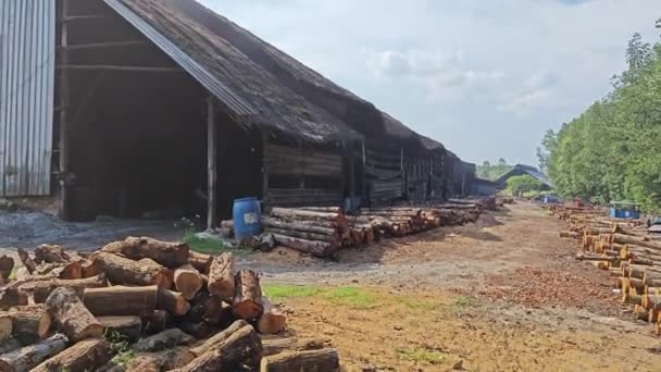 Perak Malaysia July 2023 Scene Cut Mangrove Logs Dried Outdoor — Stock Video