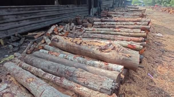 Perak Malezya Temmuz 2023 Kesilen Mangrov Kütükleri Fabrikaya Getirilmeden Önce — Stok video