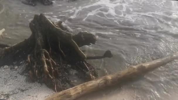 Upadłe Rozkładające Się Lasy Namorzynowe Przy Plaży — Wideo stockowe