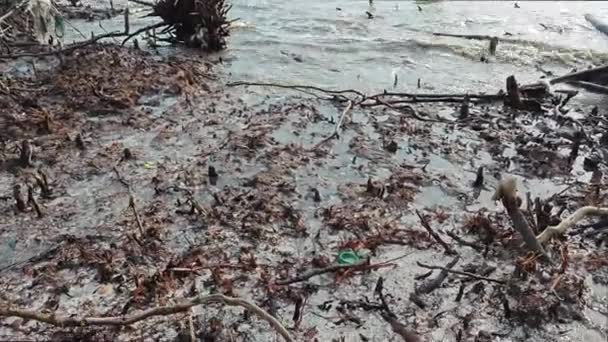 Fallen Decaying Mangrove Woods Beach — Stock Video
