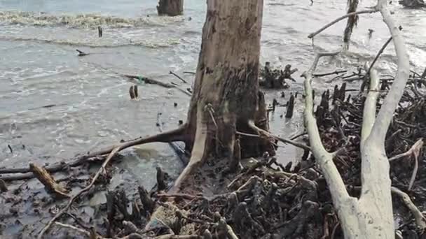 Boschi Mangrovie Caduti Decomposizione Vicino Alla Spiaggia — Video Stock