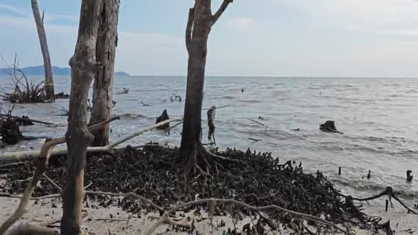 Upadłe Rozkładające Się Lasy Namorzynowe Przy Plaży — Wideo stockowe