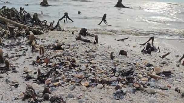 Umgestürzte Und Verfallende Mangrovenwälder Strand — Stockvideo