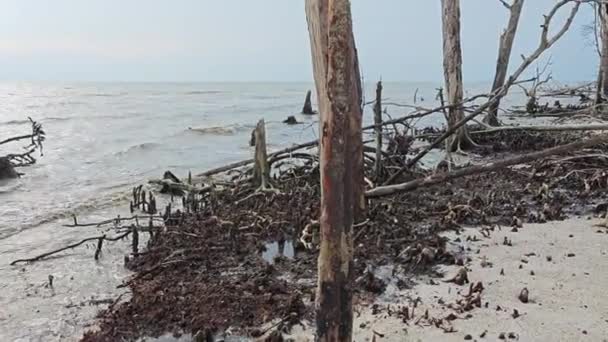 Fallen Decaying Mangrove Woods Beach — Stock Video