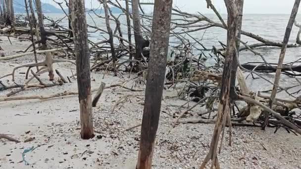 Sahildeki Dökülen Çürüyen Mangrov Ormanları — Stok video